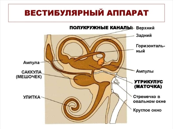 В большинстве случаев головокружение возникает из-за нарушений работы внутреннего уха