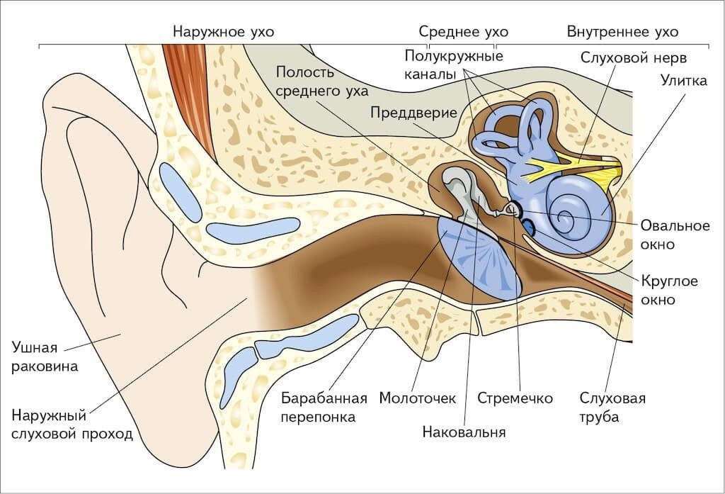 Схема строения уха